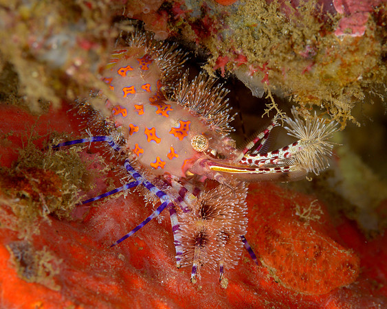 Marble Shrimp, Ambon