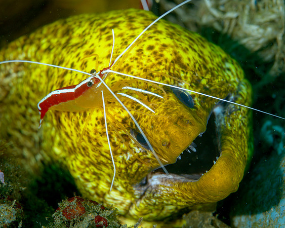 Moray Eel with Cleaner Shrimp, Ambon