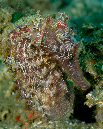 Seahorse, Ambon