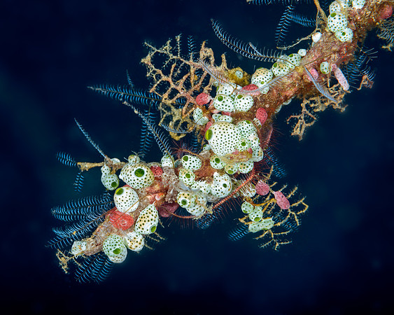 Tunicates and Hydroids, Weda