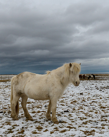 Icelandic Horse