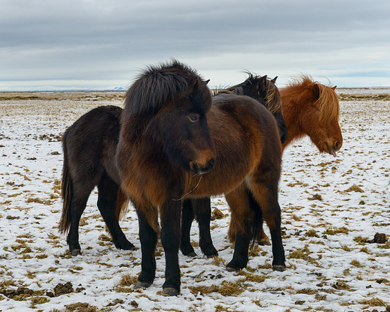 Icelandic Horses