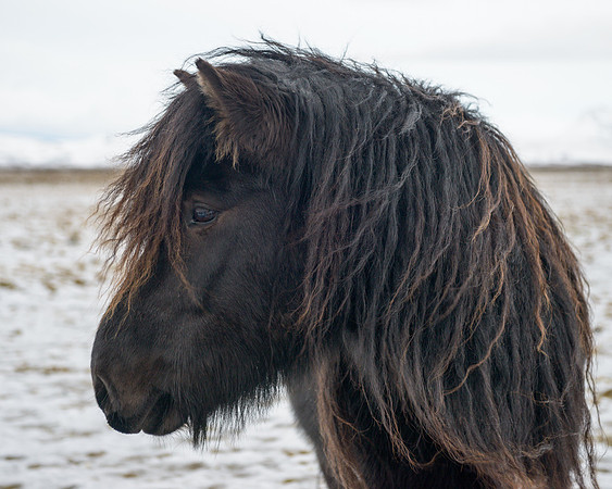 Icelandic Horse