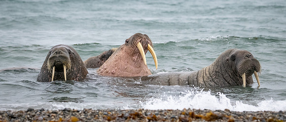 Walrus