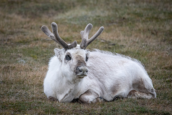 Svalbard Reindeer