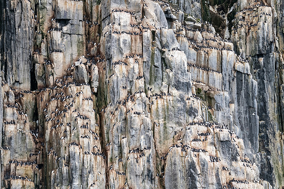 Brunnich's Guillemot breeding colony at Alkefjellet