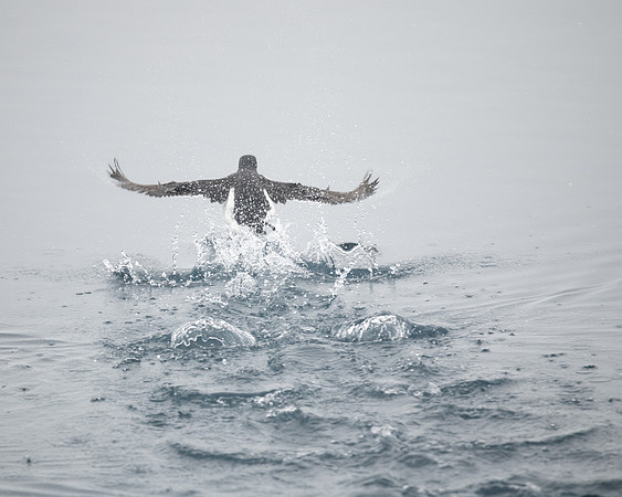 Brunnich's Guillemot take-off