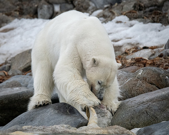 Polar Bear