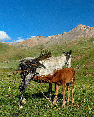 Mare and Foal, Song Kul