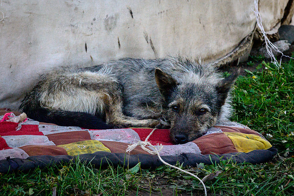 Sheep Dog, Song Kul