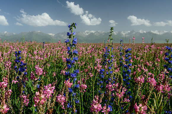 Delphinium with Sainfoin
