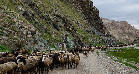 Herder moving Stock