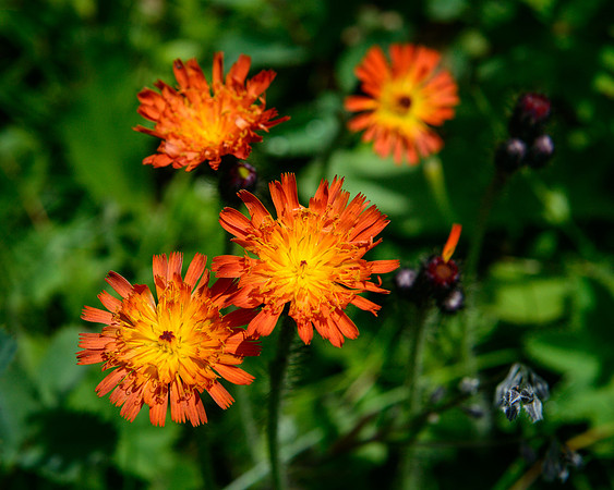 Wildflowers