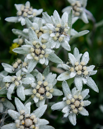Edelweiss