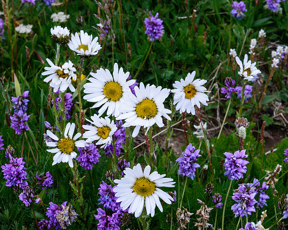 Wildflowers