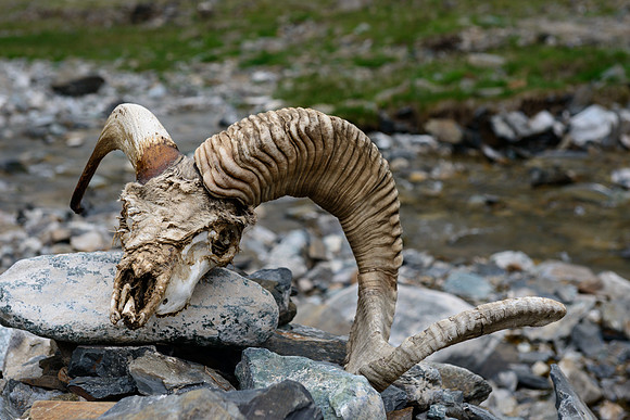 Blue Sheep Skull