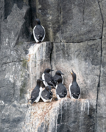 Brunnich's Guillemot , Alkefjellet