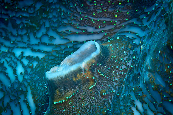Giant Clam Mantle Detail