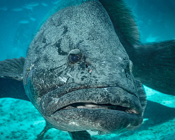Potato Cod, Australia