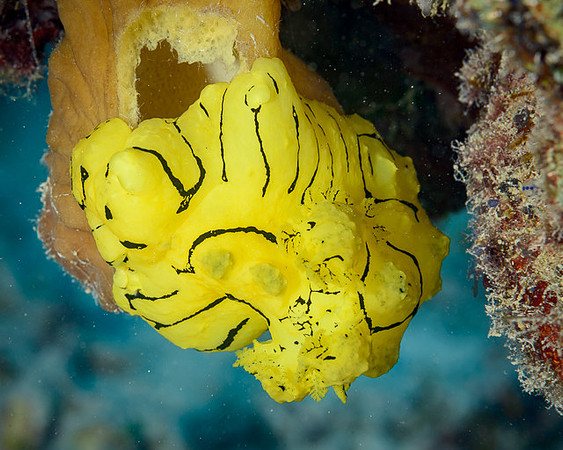 Aegires minor Nudibranch, Australia