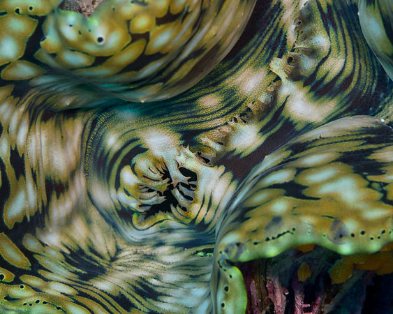 Giant Clam Mantle Detail, Australia