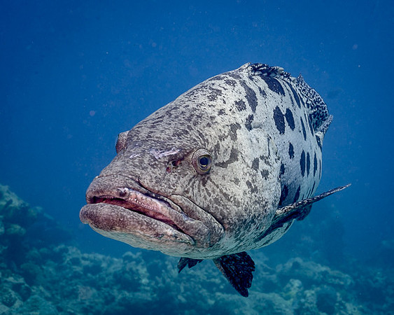 Potato Cod, Australia