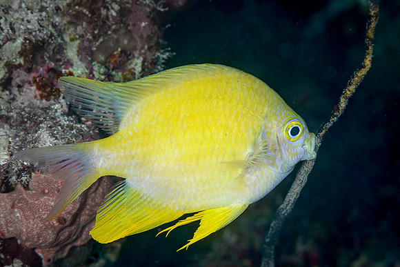 Damselfish tending eggs, Australia