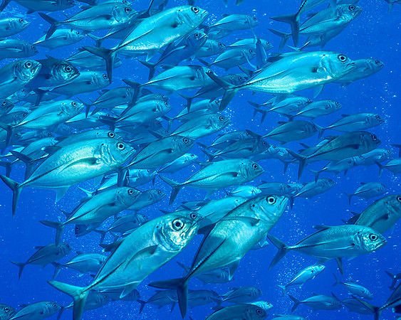 Trevally, Australia