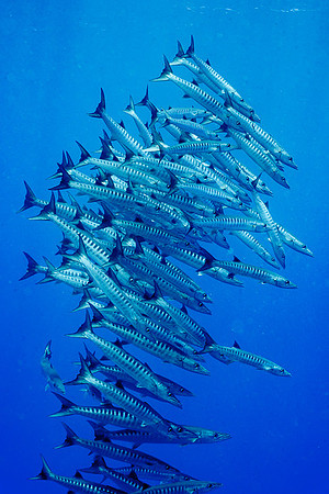 Barracuda, Australia