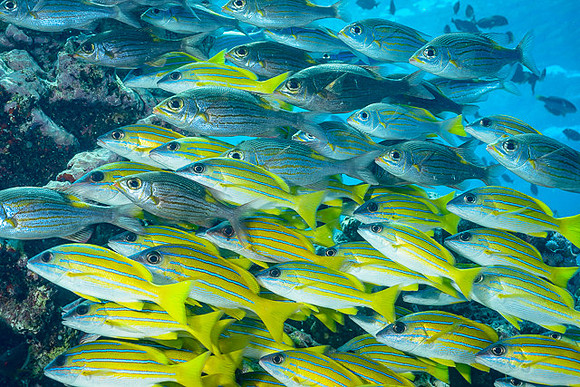 Bluestripe Snapper, Australia