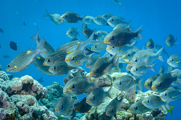 Striped Large-eye Bream, Australia