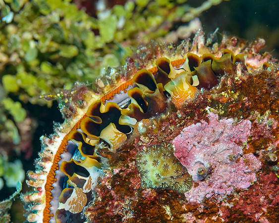 Pacific Oyster, Australia