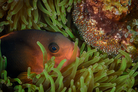 Red and Black Anemonefish with eggs