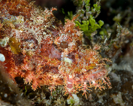 Scorpionfish, Australia