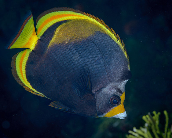 Black Butterflyfish, Australia
