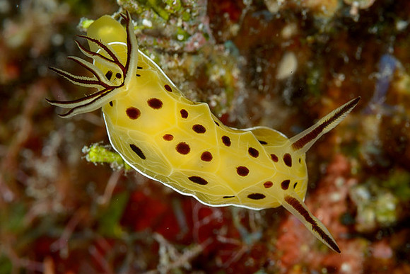 Brown-Spotted Halgerda, Australia