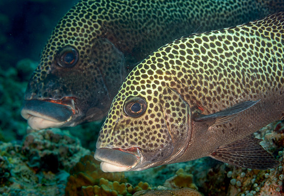Many-Spotted Sweetlips, Australia