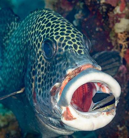 Cleaner wrasse emerging from Sweetlips' mouth