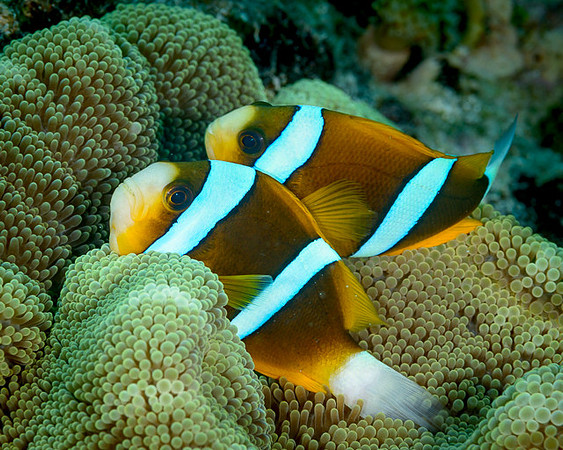 Orange-finned Anemonefish, Australia