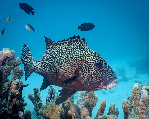 Many-Spotted Sweetlips, Australia