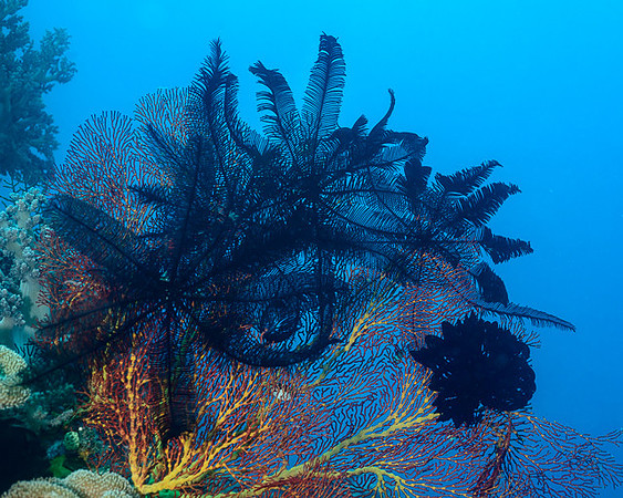 Sea Fan with Crinoids, Australia