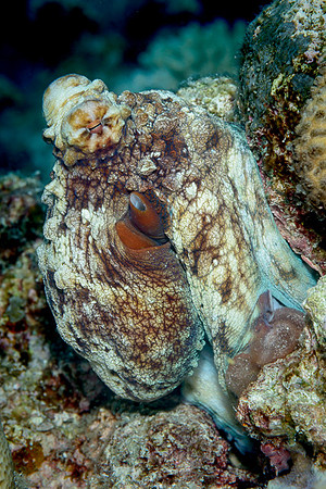 Octopus, Australia