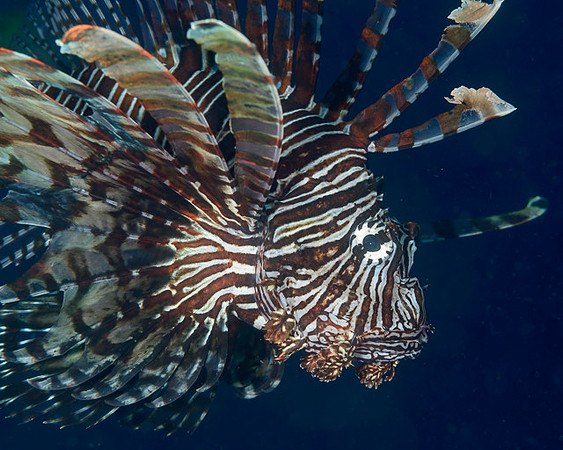 Lionfish, Australia