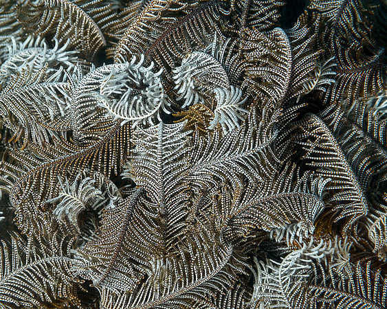 Crinoid Arm Abstract, Australia