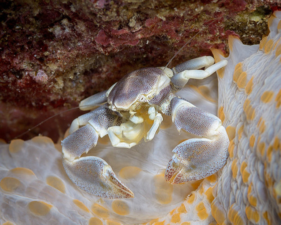 Porcelain Crab under Anemone