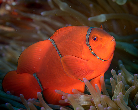 Spinecheek Anemonefish, Australia