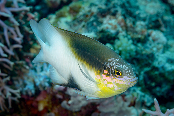 Blackvent Damsel, Australia
