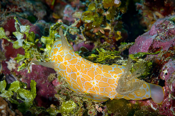 Golden Spotted Halgerda, Australia
