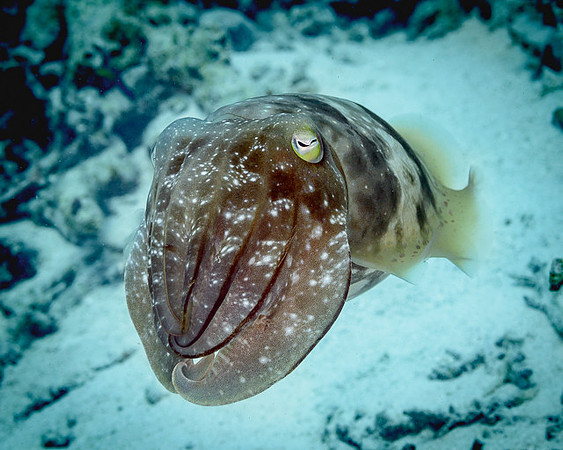 Cuttlefish, Australia