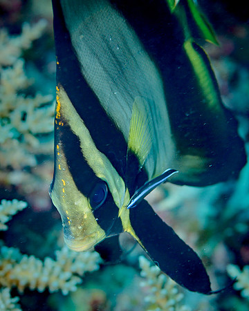 Juvenile Spadefish with Cleaner Wrasse, Australia